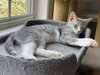 Adora - KITTEN in foster
