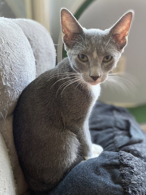 Charming - KITTEN in foster