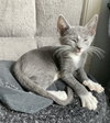 Charming - KITTEN in foster