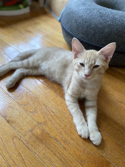 Alsike - KITTEN in foster