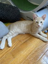 Alsike - KITTEN in foster