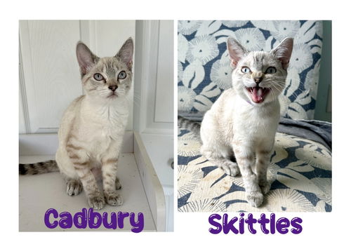 Cadbury & Skittles KITTENS (In foster)