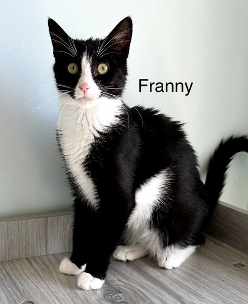 Franny SPECIAL NEEDS (In Foster)