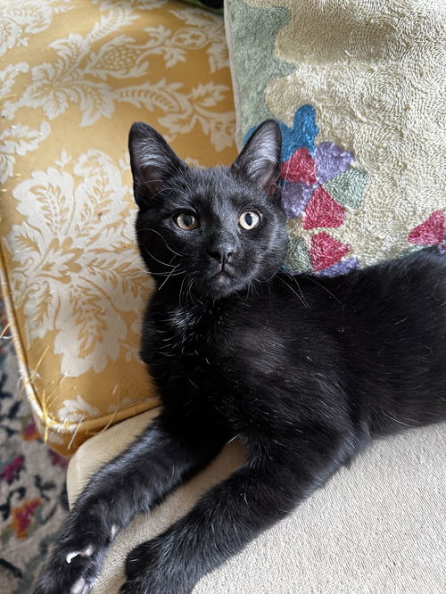 Cole - KITTEN in foster