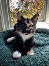 Simone - KITTEN in foster