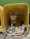 Hamlin - KITTEN in foster