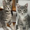 Mist & Mizzle - bonded brothers in foster