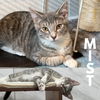 Mist & Mizzle - bonded brothers in foster