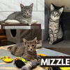 Mist & Mizzle - bonded brothers in foster