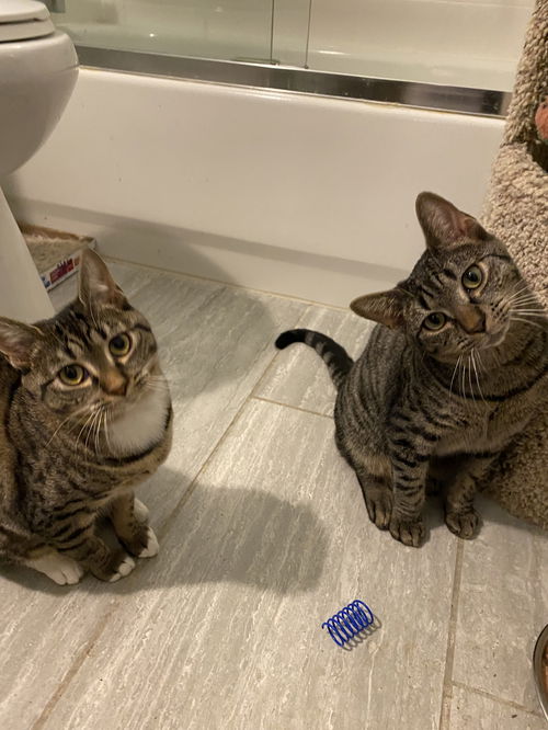 Wanda & Cosmo - bonded siblings in foster