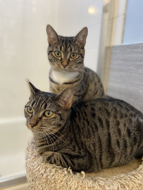 Wanda & Cosmo - bonded siblings in foster