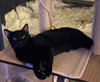Binx (in foster)