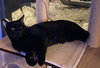 Binx (in foster)