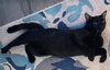 Binx (in foster)
