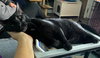 Binx (in foster)