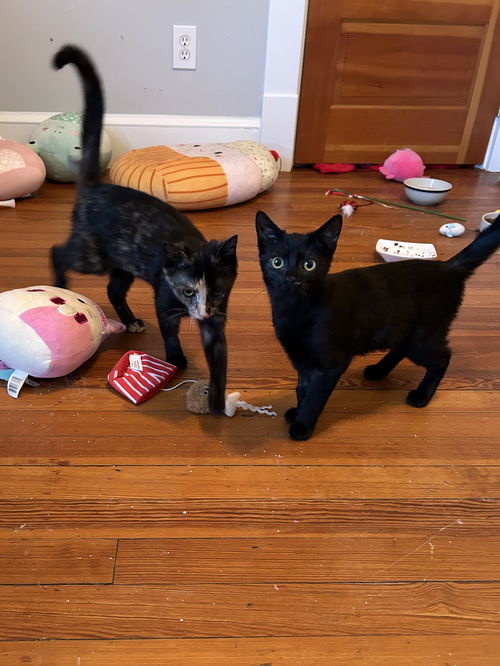 Eclipse & Kahlua - bonded KITTENS in foster