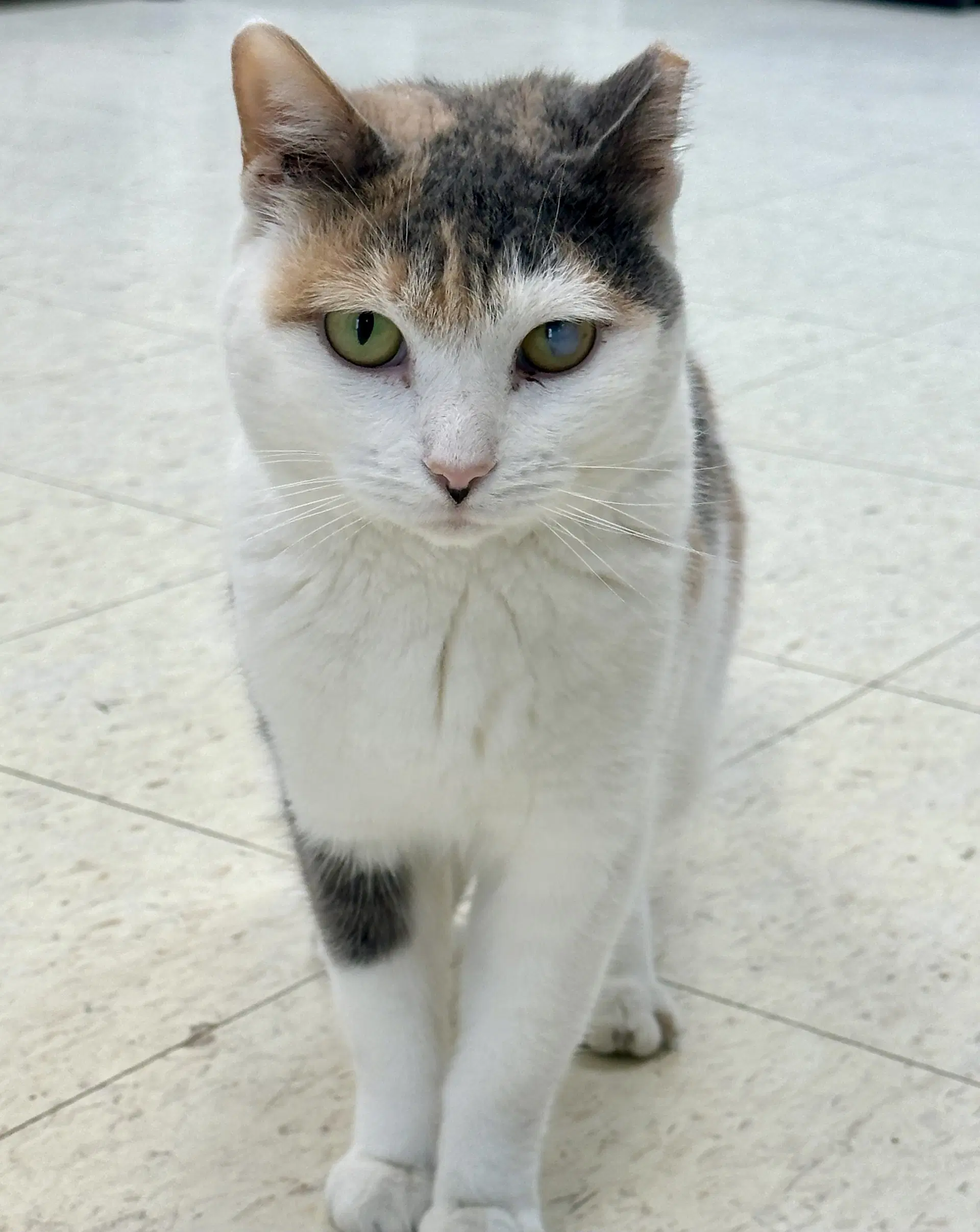 Claudette - Domestic Short Hair