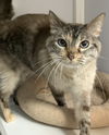 Bella (Senior)