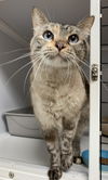 Bella (Senior)