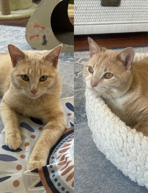 Athos & Aramis - siblings in FOSTER