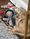 Athos & Aramis - siblings in FOSTER