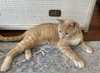 Athos & Aramis - siblings in FOSTER