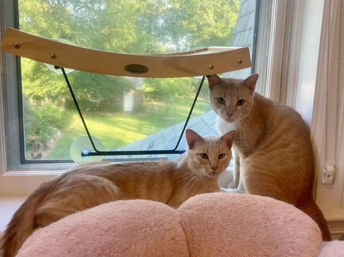 Athos & Aramis - siblings in FOSTER
