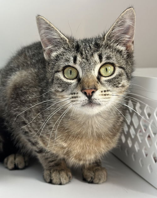 Shelby (kitten)