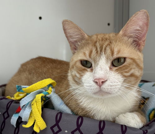 Chance (FIV+)