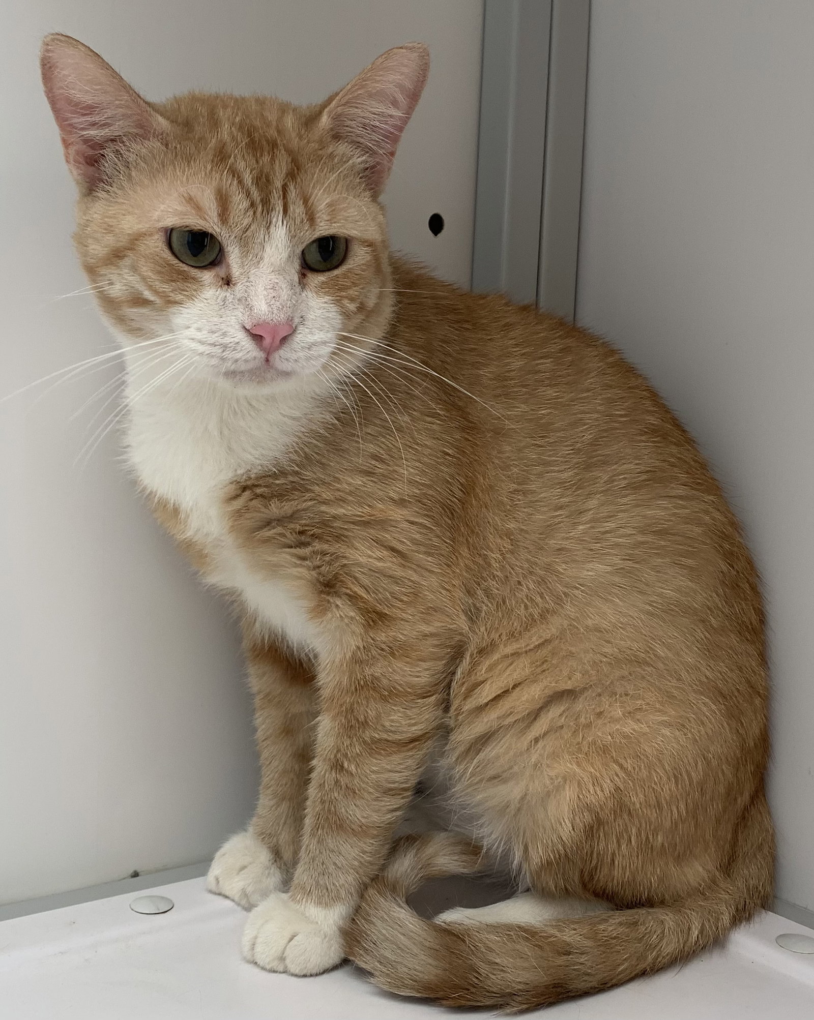 Chance (FIV+), photo 4