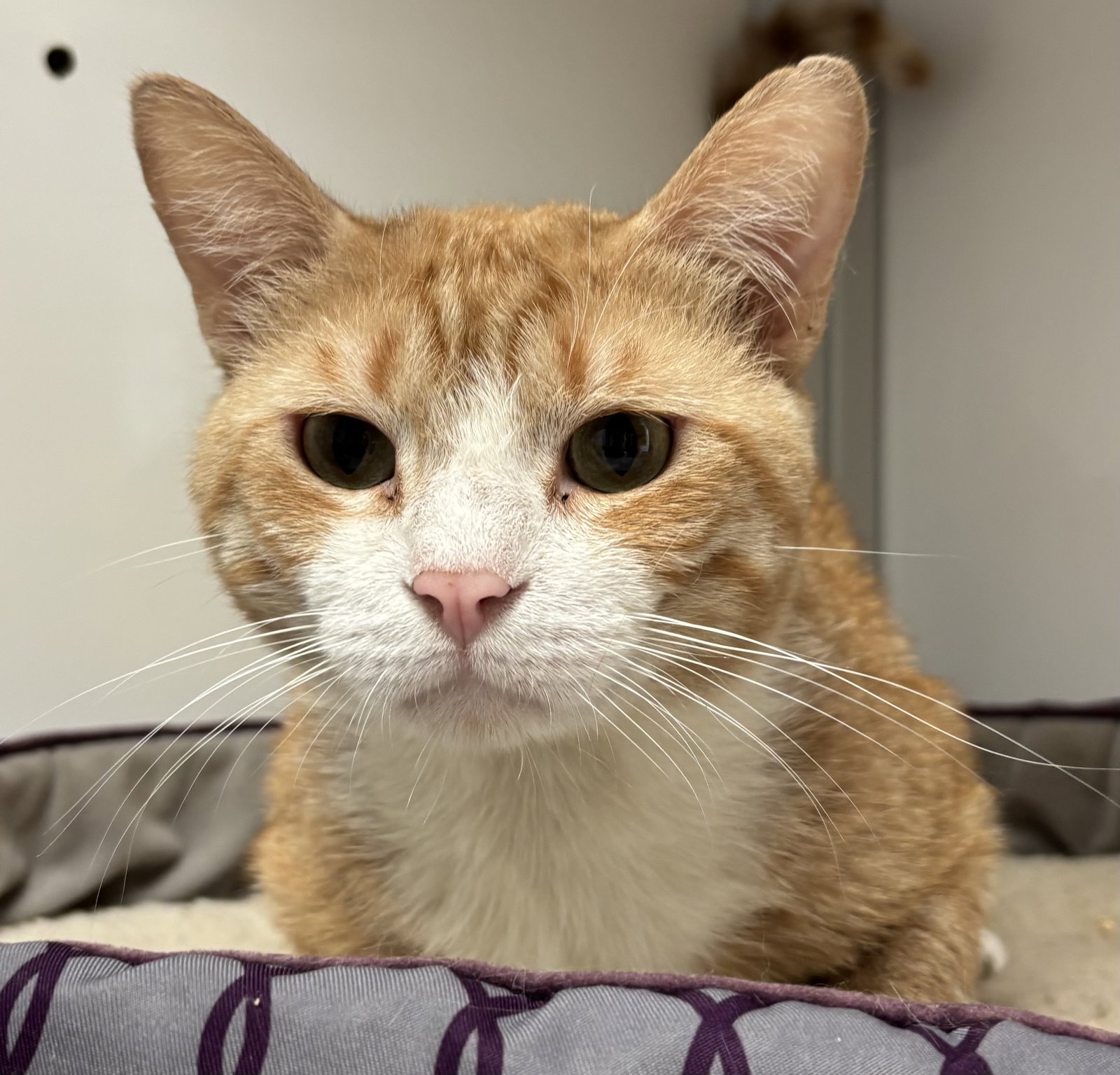 Chance (FIV+), photo 5