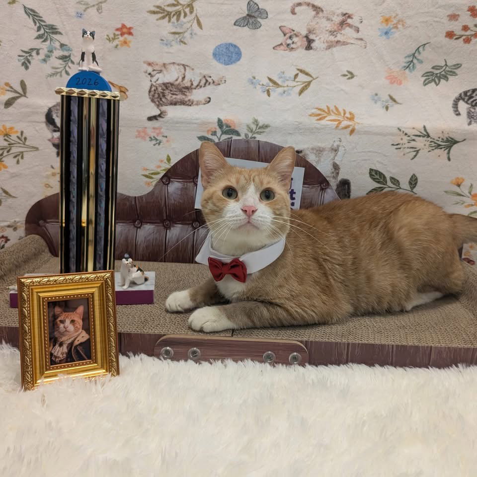 Chance (FIV+)