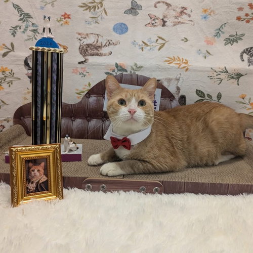 Chance (FIV+), a cat for adoption from King Street Cats