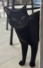 Nubz (St Thomas)