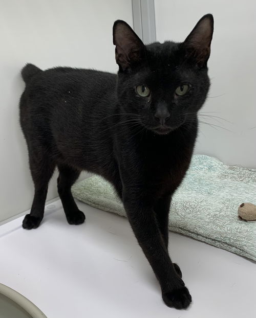 Nubz (St Thomas)