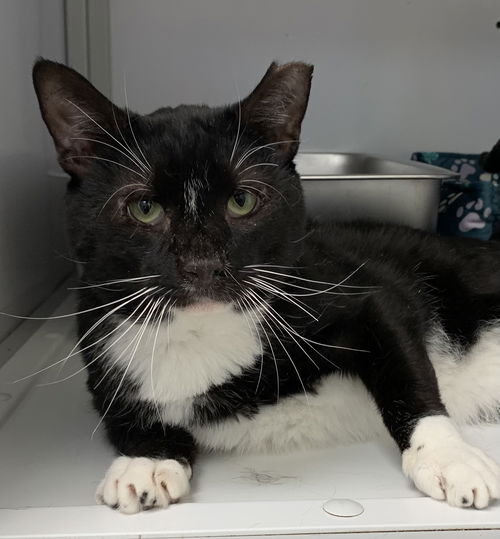 Ernie (Senior,/Special Needs, FIV+)