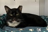 Ernie (Senior,/Special Needs, FIV+)