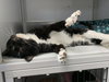 Ernie (Senior,/Special Needs, FIV+)