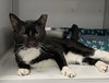 Ernie (Senior,/Special Needs, FIV+)