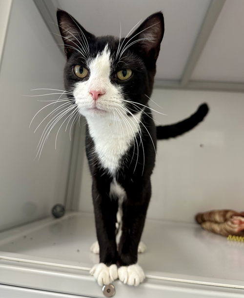 Tux (kitten)
