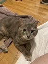 Dawson - in FOSTER