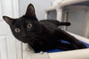 Pluto
