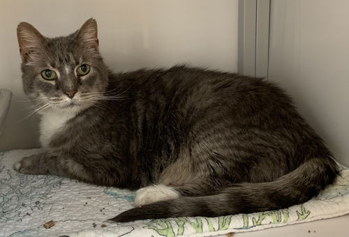 Haggred (FIV+)