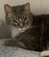 Haggred (FIV+)  (Senior)