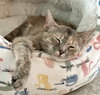Sweet Potato (Tripod) (IN FOSTER)