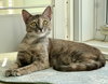 Sweet Potato (Tripod) (IN FOSTER)
