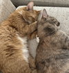 Sweet Potato (Tripod) (IN FOSTER)
