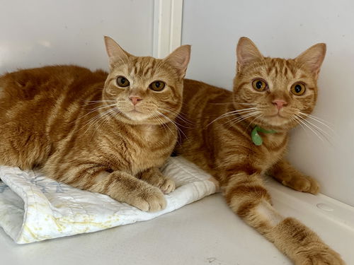 Lilly & Sweet Pea (kittens)