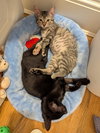 Bond and Sage (Roatan) (kittens)