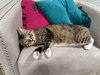 Magnolia - in FOSTER